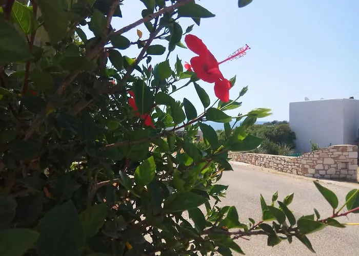 Nicos Studios & Apartments Apartment *